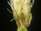 Calyx c. 1/2 length of corolla; calyx & corolla hairy