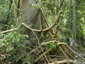 Singapore variant: Liana stems at base of Artrocarpus elasticus