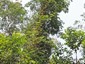 Singapore variant: Climbing on Dipterocarpus kunstleri