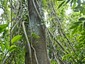 Singapore variant: Liana stems ascending Artrocarpus elasticus