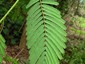 Leaf showing numerous pinnae
