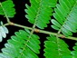 Rachis glands at base of pinnae