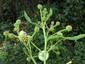 Portion of panicle showing mostly green flower buds (oppisite side to direct sunlight)