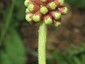 Inflorescence bud showing red calyx