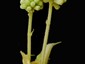 Inflorescence buds green, peduncles subtended by stipules
