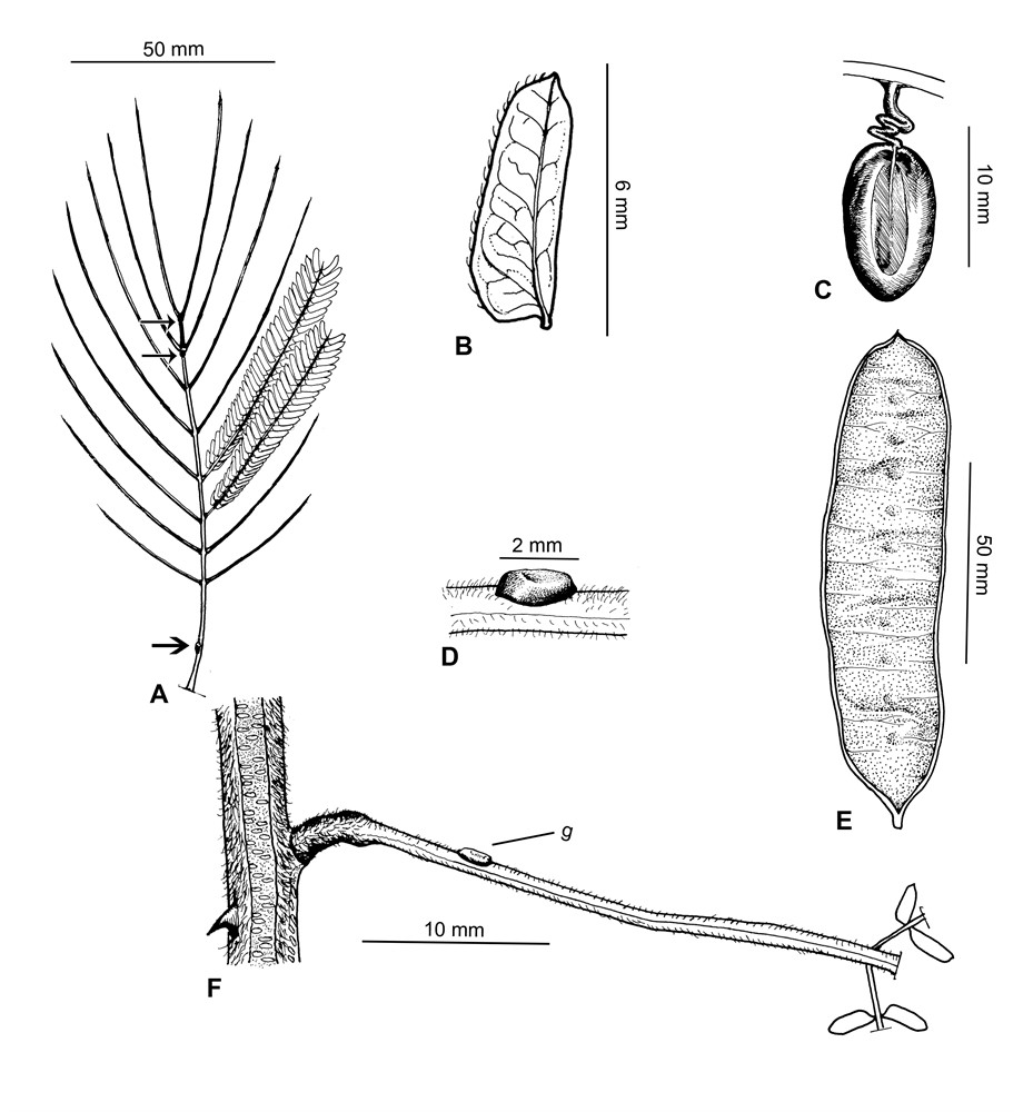 A - Leaf showing relatively few pinnae and position of petiole gland (thick arrow) and rachis glands (thin arrows). B - Leaflet (lower surface) glabrous and showing lateral veins evident and forming an imperfect reticulum. C - Seed showing thickly filiform & exarillate funicle. D - Petiole gland short and not prominently raised. E - Pod. F - Node showing hairy branchlet and low-profile petiole gland (g). Vouchers: S. Jiang 7552 (A, B, D, E & F); Heng Li 273 (C). Drawn by Joshua Yang. [Published as Fig. 50 in Maslin et al. (2019), Plant Diversity vol. 41]