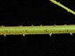 Branchlet hairy, with scattered (internodal) prickles
