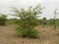 Regrowth shrub.  Location: 15 km N of Tierra Bianca, Mexico (on the property of Juan Jose Lara H.)