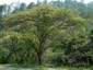 Location: 8 Km N of Ocosingo towards Palenque, Mexico