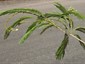 Leaves close rapidly upon removal of branch from plant
