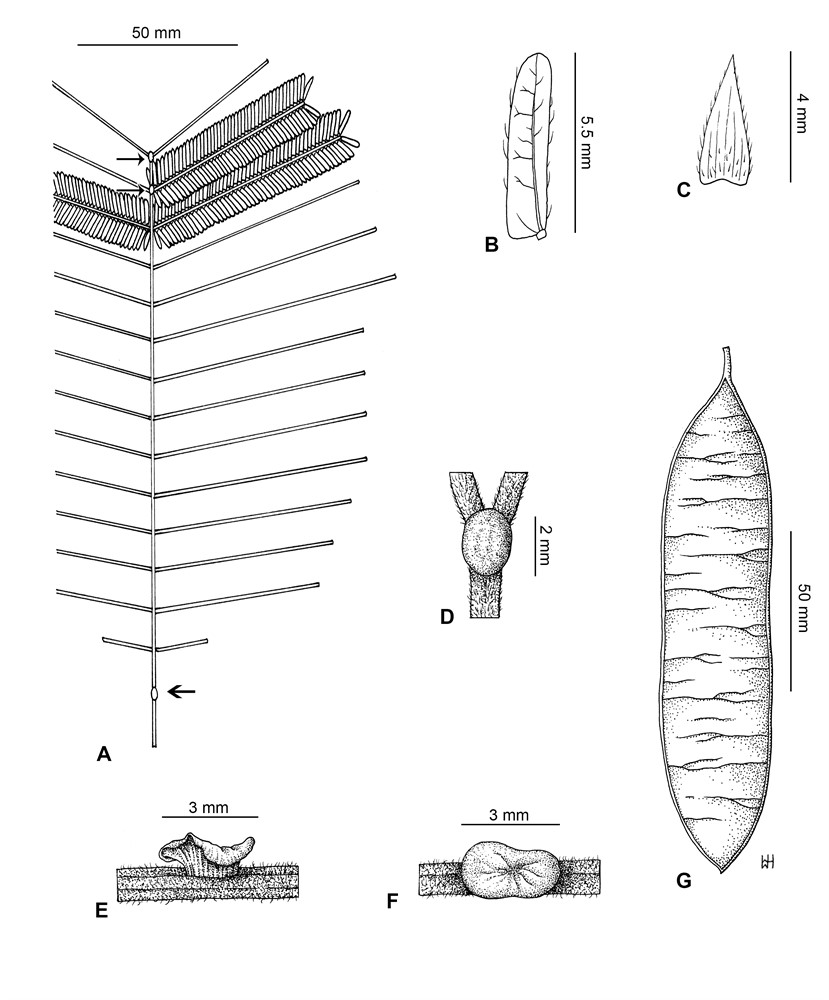A - Leaf showing petiole gland (thick arrow) situated near middle of petiole and position of rachis glands (thin arrows). B - Leaflet (lower surface) showing symmetrically rounded apex and mostly patent lateral veins. C - Stipule. D - Rachis gland quite large. E - Petiole gland (lateral view) peripterous showing splayed upper surface curving downwards. F - Petiole gland (plane view) peripterous showing splayed upper surface extended beyond width of petiole. G - Pod. Vouchers: H.T. Tsai 56336 (A & G); H.T. Tsai 53403 (B, C & D); B.R. Maslin & L. Bai BRM 11022 (E); Q. Li 3e0466 (F). Drawn by Waiwai Hove. [Published as Fig. 12 in Maslin et al. (2019), Plant Diversity vol. 41]