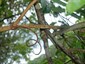 Branch showing tendril