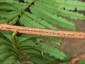 Mature branch showing short internodal prickles in rows