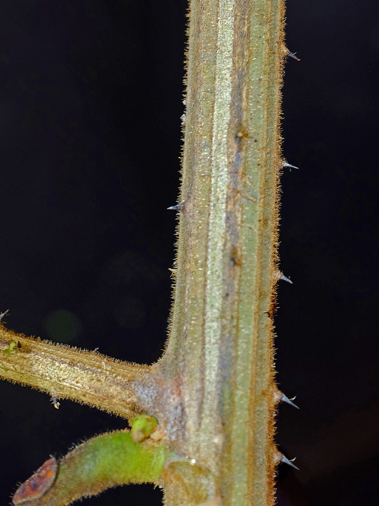 Prickles (internodal) on mature branch