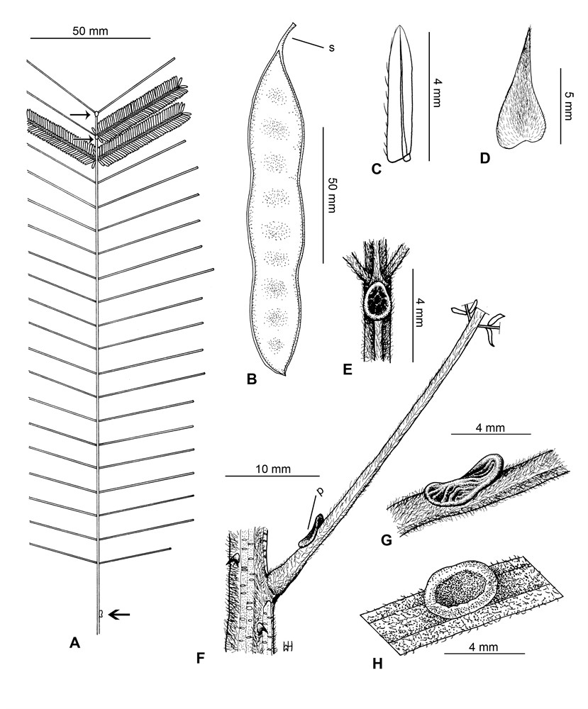 Leaf showing numerous pinnae and position of petiole gland (thick arrow) and rachis gland (thin arrows). B - Pod (sub-mature) showing distinct stipe (s). C - Leaflet (lower surface) small, showing broadly acute apex and rather evident main vein. D - Stipule. E - Rachis gland. F - Node showing branchlet with short, straight, patent hairs and petiole gland (p) close to leaf base. G - Petiole gland (oblique view, peripterous). H - Petiole gland (plane view, cupular). Vouchers: Y.H. Li 5191 (A & C); Sino-Vietnam Expedition s.n. (B & H); C.W. Wang s.n. (D, E, F & G). Drawn by Waiwai Hove (A, B, C & F) and Joshua Yang (D, E, G & H). [Published as Fig. 19 in Maslin et al. (2019), Plant Diversity vol. 41]
