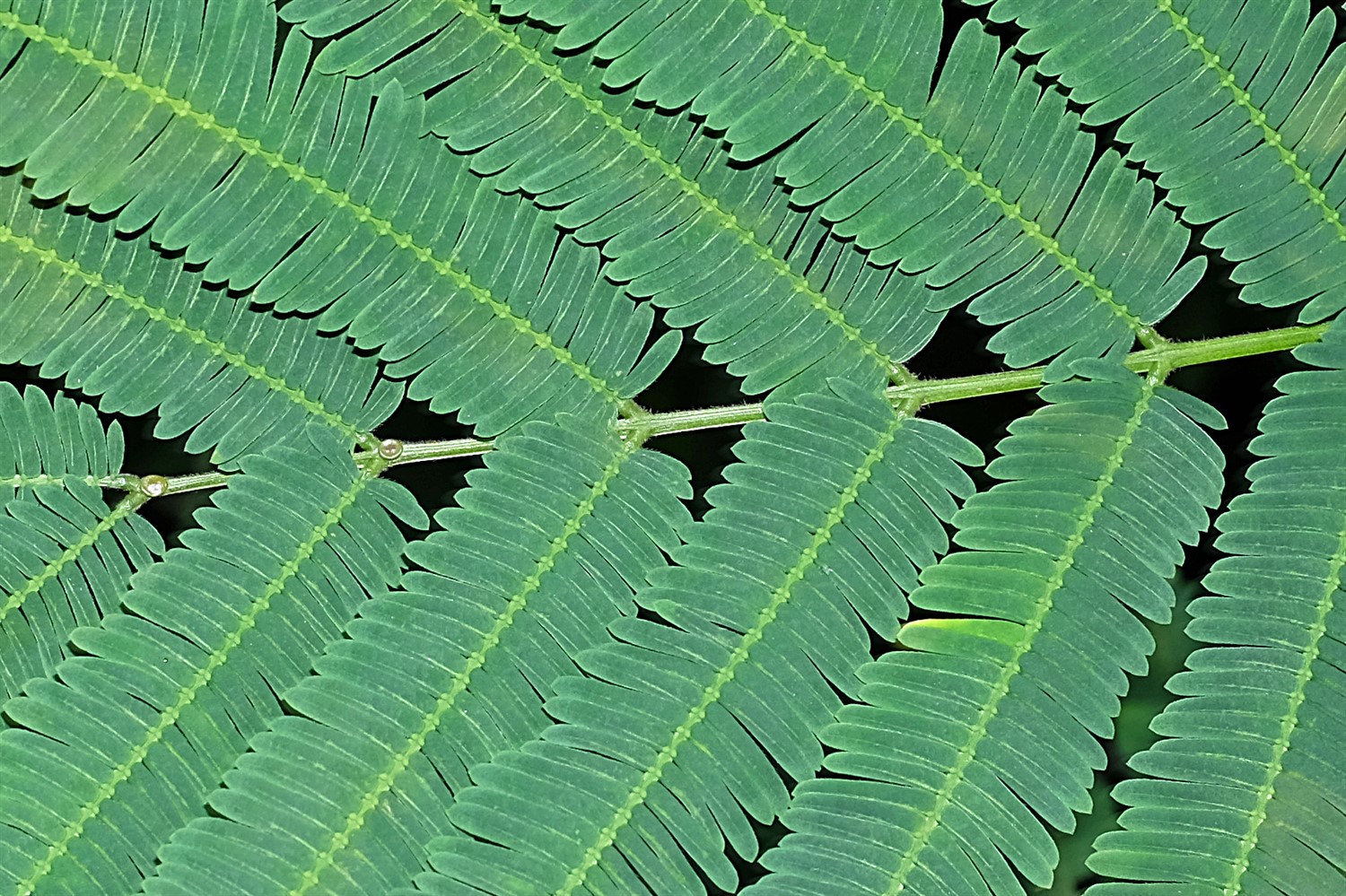 Leaflets obtuse; rachis glands at base of uppermost pairs of pinnae