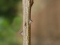 Prickles (internodal) on mature branch