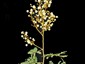 Detached branch showing panicles with brownish indumentum on axes