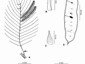 A - Leaf showing position of petiole gland (thick arrow) and rachis glands (thin arrows). B - Leaflet showing few hairs on lower surface of lamina at apex. C - Stipule. D - Pod (inner surface showing some immature seeds) rather large. E - Petiole gland (lateral view) depressed and flat-topped, with prickles on under surface of petiole. F - Petiole gland (plane view) elongated and finely longitudinally wrinkled when dry. Vouchers: C.C. Chang 10895 (A, D, E & F); W.T. Tsang 30328 (B); W.T. Tsang 29826 (C). Drawn by Joshua Yang (A, C - F) and Waiwai Hove (B). [Published as Fig. 33 in Maslin et al. (2019), Plant Diversity vol. 41]