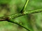 Single, small glands on long petioles