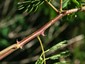Branch showing recurved prickles