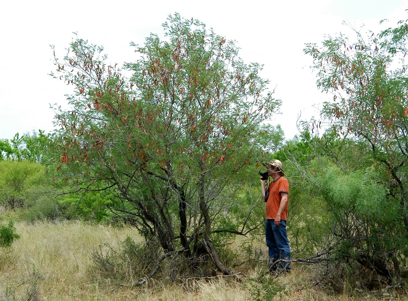 Location: Chaparral Wildlife Management Area, Texas