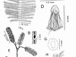 Mariosousa sericea:  A. Leaf; B. Petiolar gland; C. Leaflet; D. Flower; E. Inflorescences; F. Fruit; G. Seed; H. Stem with stipules. A, C, D, F, G from M. Sousa 6923 (UC); B, E, H from M. Sousa et al. 5396 (WIS); A-H illustrated by V. Severini.  (This plate was published as Figure 13 in Seigler et al. (2023), and is presented here with permission from David Seigler.)