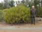Plant of Acacia lanei with Dick Lane after whom the species was named