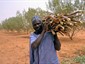firewood from Dandja trial in Niger