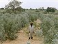 Planting trials of var. colei in Maradi, Niger