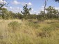 Habitat with Acacia laccata