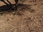 Phyllode litter under plant; Sandstone population