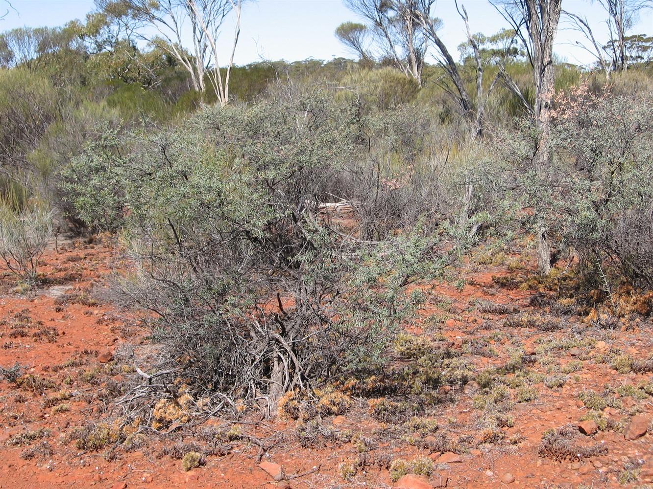 Habit showing normal-coloured foliage.