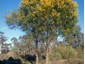 Single-stemmed tree