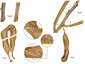 Details of specimens on MEL holotype.