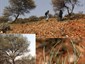 Acacia aneura habit (low stature morphotype) at type locality (probably this is the entity matching Murller's type specimen). Fig. 7 from Maslin et al. (2012), Nuytsia 22(4): 269-274