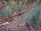 Plants growing among granite rocks, Darling Range, Perth