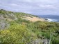 Acacia conniana (foreground, left) at Little Tagon Beach, Cape Arid National Park, Western Australia