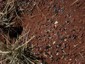 Seeds with excised arils around ant nest.