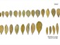 Range of phyllode variation from different plants