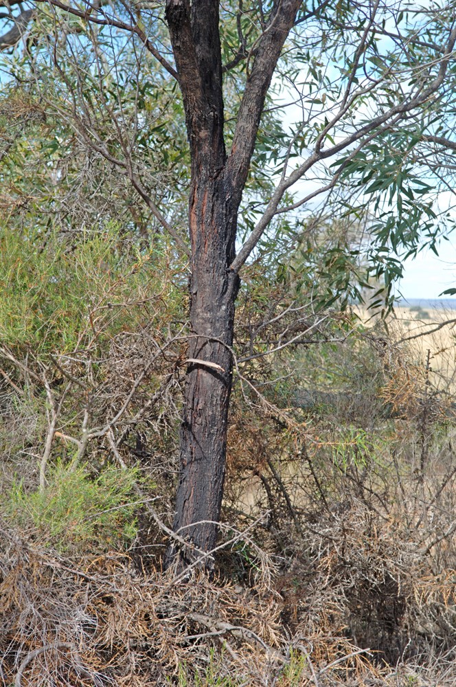 Tall stature variant NW of Moora 