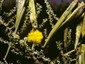 Image courtesy of Northern Territory Herbarium