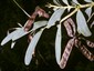 Image courtesy of Northern Territory Herbarium