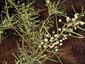 Acacia victoriae, 'subsp. fasciaria'