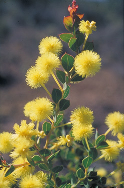 Acacia heterochroa in flower