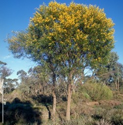 Katanning, single-stemmed tree