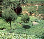 Acacia mearnsii used for shade in tea estates, India