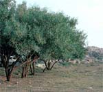 Acacia saligna in Saudi Arabia, used for fodder, fuelwood and land rehabilitation.
