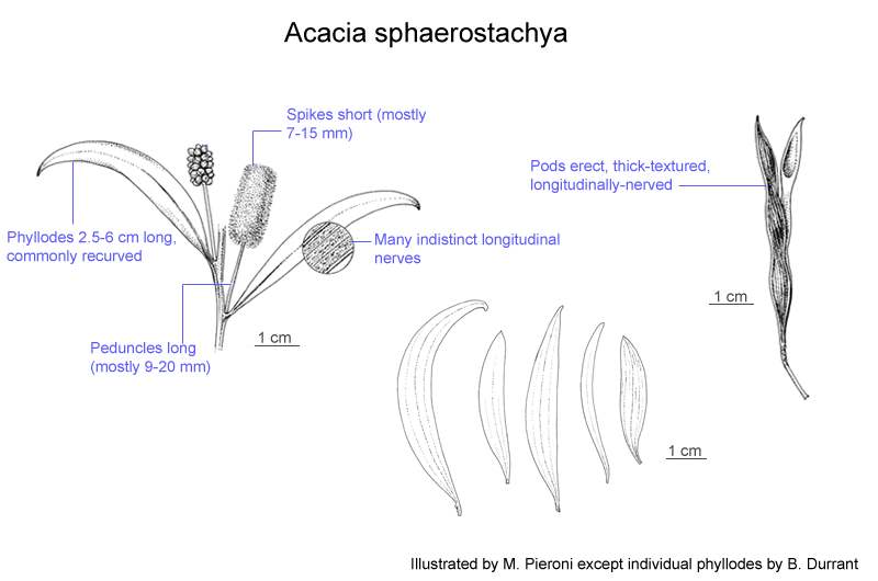 Factsheet - Sphaerostachya