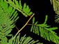 Detached branch showing leaf petioles lacking glands